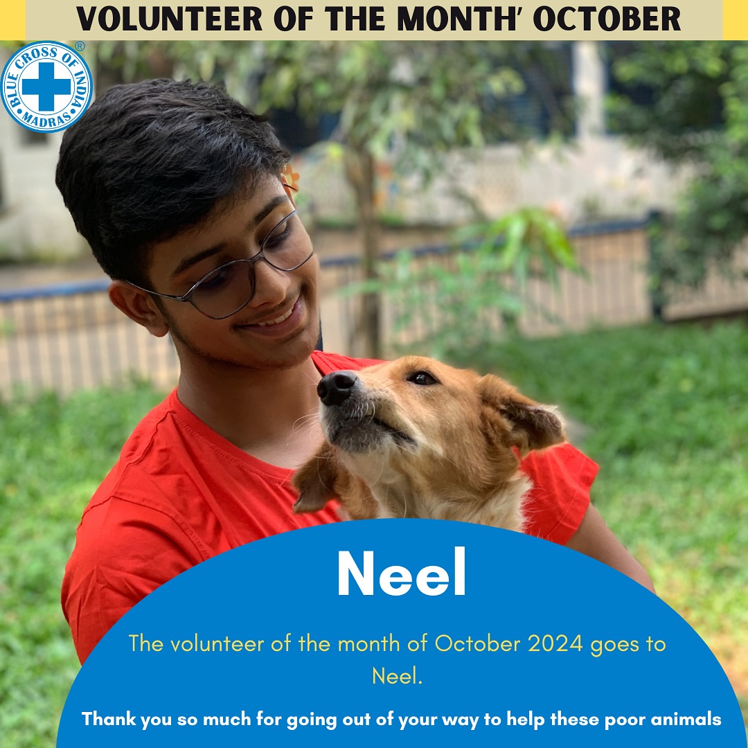 Blue Cross Volunteering